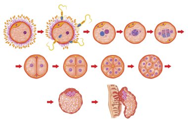 İnsan ontogeny, gübreleme, gelişim aşaması, Embriyoloji, rahim, insan embriyogenez, hücre bölünmesi, bölünme, blastulation, implantasyon, Sadler sonra hücre gelişiminde