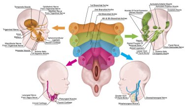 The system of pharyngeal or branchial arches afte Sadler and Drews, anlage of the embryonic pharyngeal arches with the associated nerves, muscles, skeletal derivatives, embryonic development clipart
