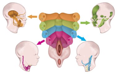 The system of pharyngeal or branchial arches afte Sadler and Drews, anlage of the embryonic pharyngeal arches with the associated nerves, muscles, skeletal derivatives, embryonic development clipart
