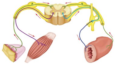 Somatic and Automatic motor reflex, somatic and Automatic nervous system, peripheral and visceral nervous system, voluntary and involuntary control of body and visceral functions clipart