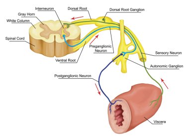 Automatic motor reflex, nervous system, visceral nervous system, involuntary nervous system, peripheral nervous system control system below the level of consciousness to control visceral functions clipart