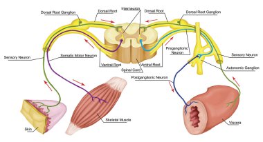 Somatic and Automatic motor reflex, somatic and Automatic nervous system,  peripheral and visceral nervous system, voluntary and involuntary control of body and visceral functions clipart