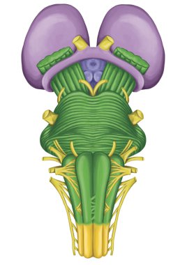Beyin, beyin sapı, ventral görünümünde, bitişik ve spinal kord, diencephalon, yüz ve boyun thecranial sinirler yoluyla için motor ve duyusal innervasyon bölgeleri ile yapısal olarak sürekli