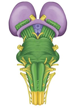 Brainstem, brain stem, ventral view, adjoining and structurally continuous with the spinal cord, parts of the diencephalon, motor and sensory innervation to the face and neck via thecranial nerves clipart
