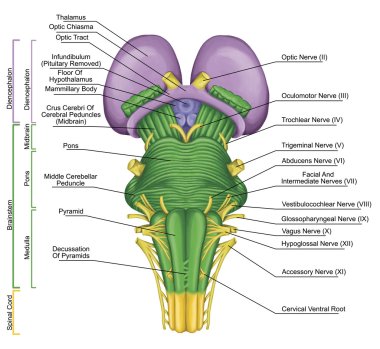 Brainstem, brain stem, ventral view, posterior part of the brain, adjoining and structurally continuous with the spinal cord, motor and sensory innervation to the face and neck via thecranial nerves clipart