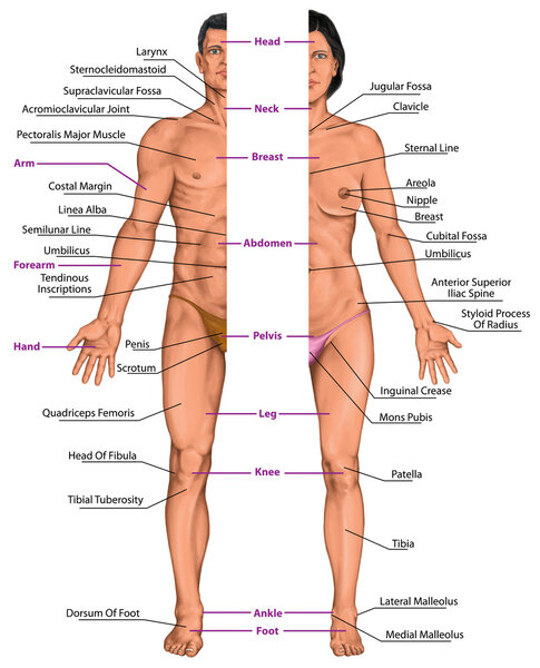 Male and female anatomical body, surface anatomy, human body shapes, anterior view, parts of human body, general anatomy