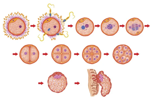 Menschliche Ontogenese, Befruchtung, Entwicklungsphase, Embryologie, Zellentwicklung in der Gebärmutter, menschliche Embryogenese, Zellteilung, Spaltung, Blastulation, Implantation, After Sattler — Stockfoto