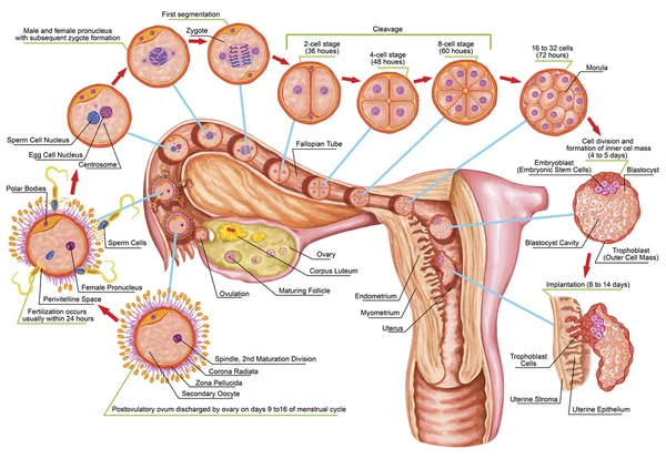 Ontogenesi umana, fecondazione, stadio di sviluppo, embriologia, sviluppo delle cellule nell'utero, embriogenesi umana, divisione cellulare, scissione, blastulazione, impianto, dopo Sadler — Foto Stock