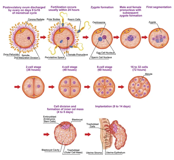 Ontogenia humana, fertilización, etapa de desarrollo, embriología, desarrollo de células en el útero, embriogénesis humana, división celular, escisión, blastulación, implantación, después de Sadler —  Fotos de Stock
