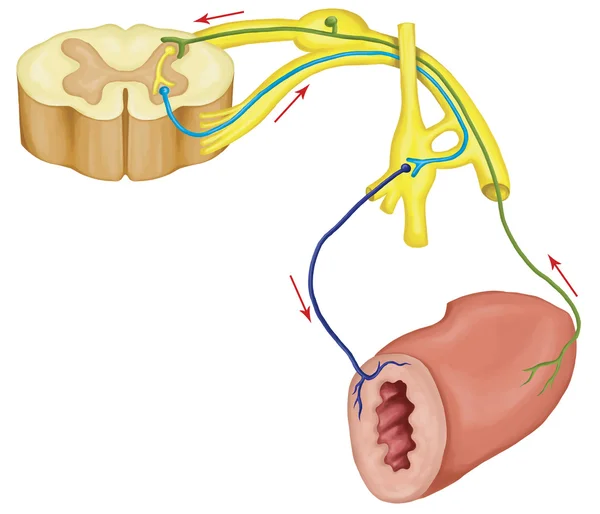 Réflexe moteur automatique, système nerveux autonome, système nerveux viscéral, système nerveux involontaire, partie du système nerveux périphérique inférieure au niveau de conscience, fonctions viscérales — Photo