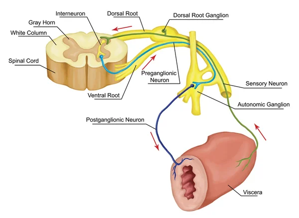 Automatický motor reflex, nervový systém, viscerální nervový systém, nedobrovolné nervový systém, Periferní nervový systém kontroly systému pod úrovní vědomí k tělesné funkce ovládání — Stock fotografie