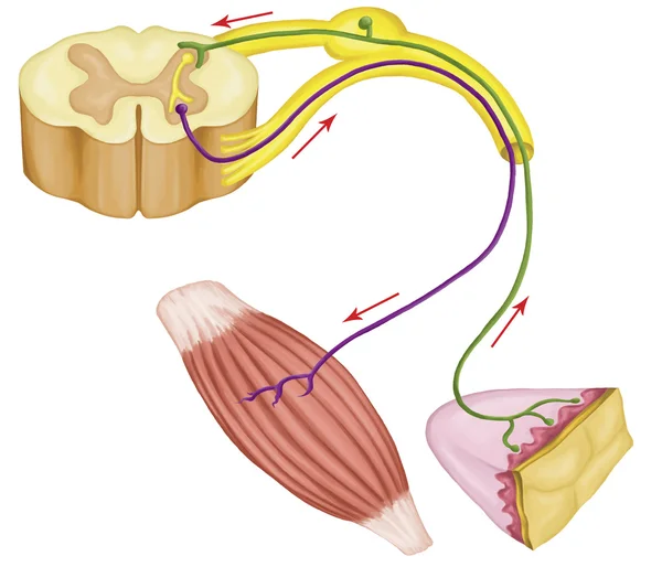 Réflexe moteur somatique, système nerveux somatique, système nerveux périphérique, contrôle volontaire des mouvements corporels via les muscles squelettiques, nerfs afférents et efférents — Photo