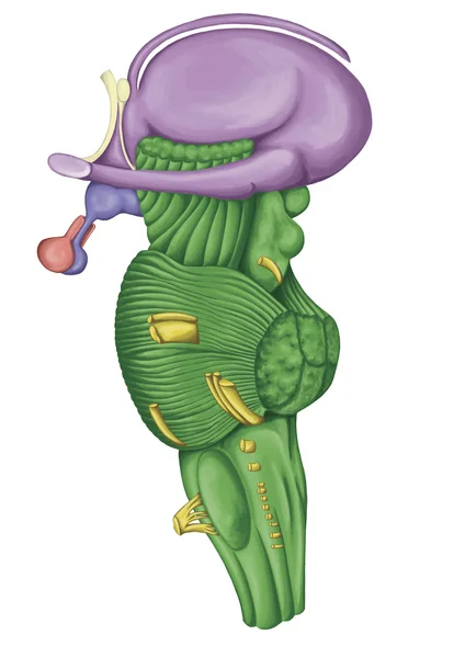 Beyin, beyin sapı, yan görünüm, beyin, bitişik ve spinal kord, yüz ve boyun thecranial sinirler yoluyla için motor ve duyusal innervasyon ile yapısal olarak sürekli arka bölümü