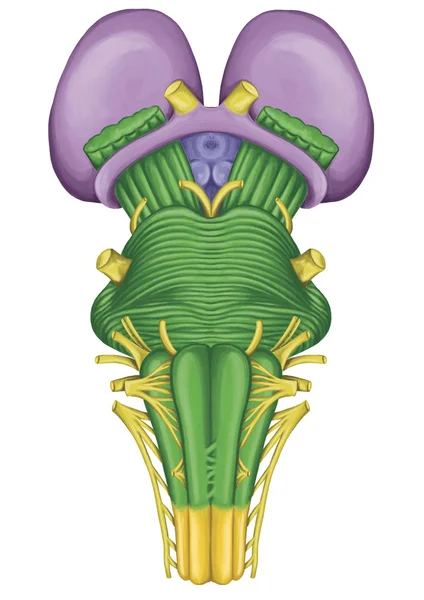 Tronco cerebral, tronco cerebral, visão ventral, contígua e estruturalmente contínua com a medula espinhal, partes do diencéfalo, inervação motora e sensorial da face e pescoço através dos nervos ecranianos — Fotografia de Stock