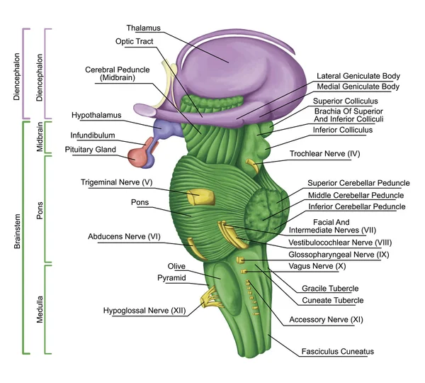 Tronc cérébral, tronc cérébral, vue latérale, attenant et structurellement continu à la moelle épinière, parties du diencéphale, innervation motrice et sensorielle du visage et du cou via les nerfs crâniens — Photo