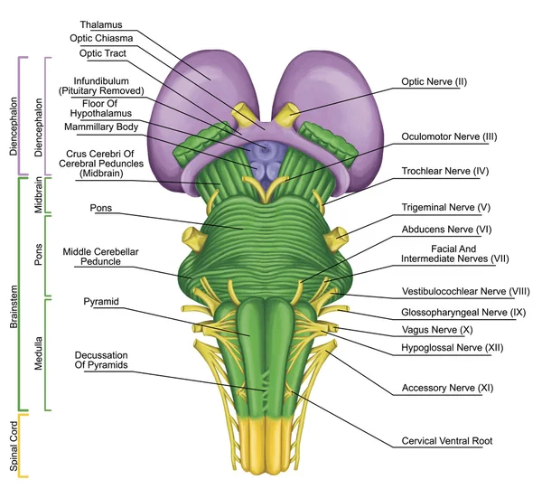 Tallo encefálico, tronco encefálico, visión ventral, parte posterior del cerebro, contigua y estructuralmente continua con la médula espinal, inervación motora y sensorial a la cara y el cuello a través de los nervios craneales — Foto de Stock