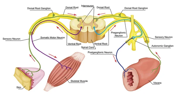 Somatischer und automatischer motorischer Reflex, somatisches und automatisches Nervensystem, peripheres und viszerales Nervensystem, freiwillige und unfreiwillige Kontrolle der Körper- und viszeralen Funktionen Stockbild