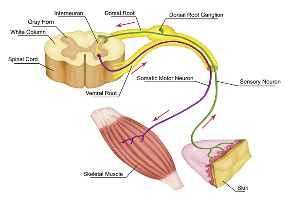 Somatischer motorischer Reflex, somatisches Nervensystem, peripheres Nervensystem, freiwillige Kontrolle der Körperbewegungen über Skelettmuskeln, afferente und efferente Nerven Stockbild