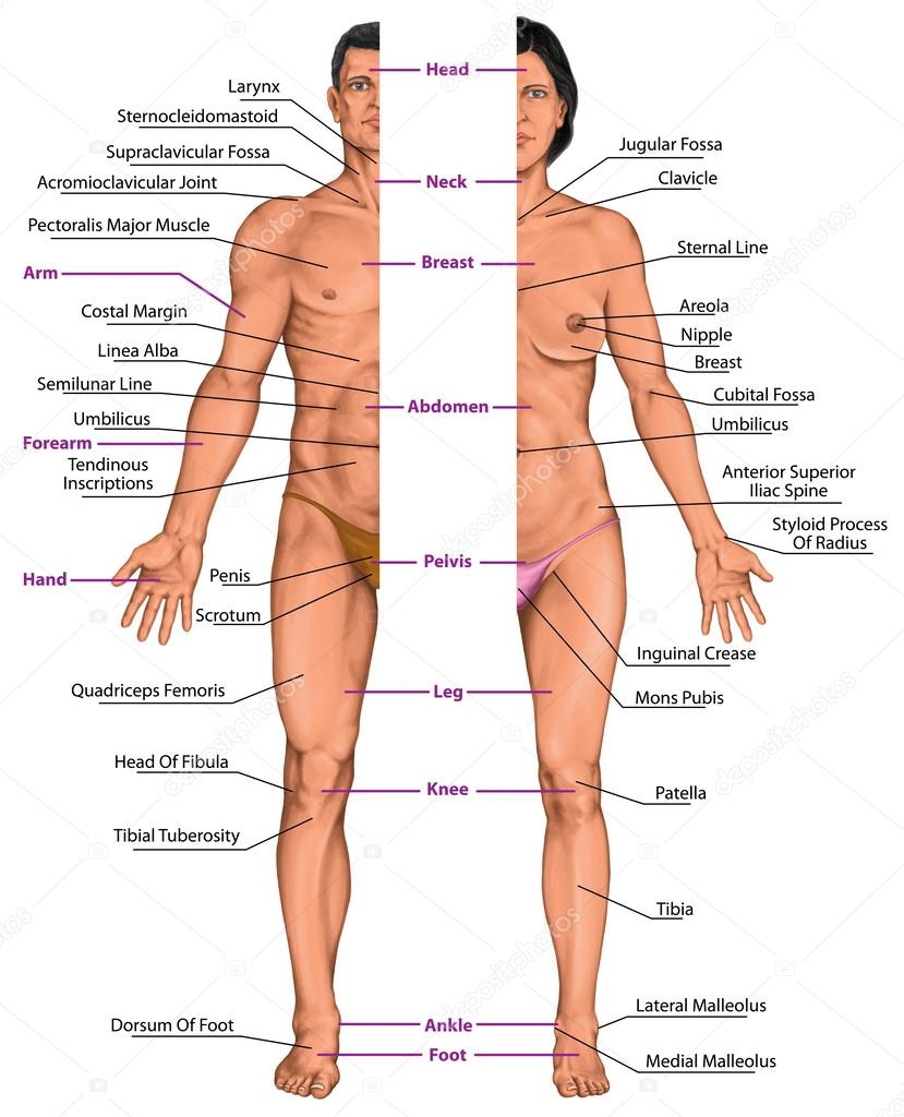 Male and female anatomical body, surface anatomy, human body shapes, anterior view, parts of human body, general anatomy