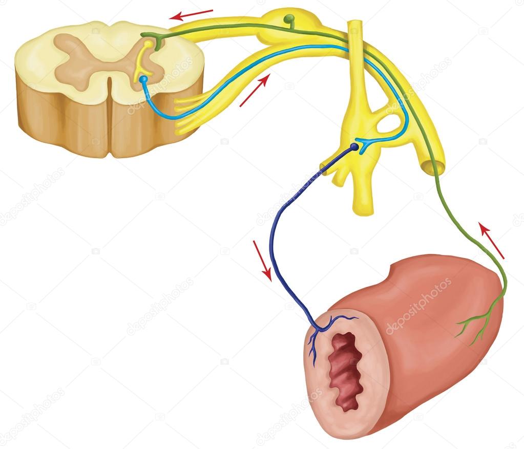 Automatic motor reflex, autonomic nervous system, visceral nervous system, involuntary nervous system, part of the peripheral nervous system below the level of consciousness, visceral functions