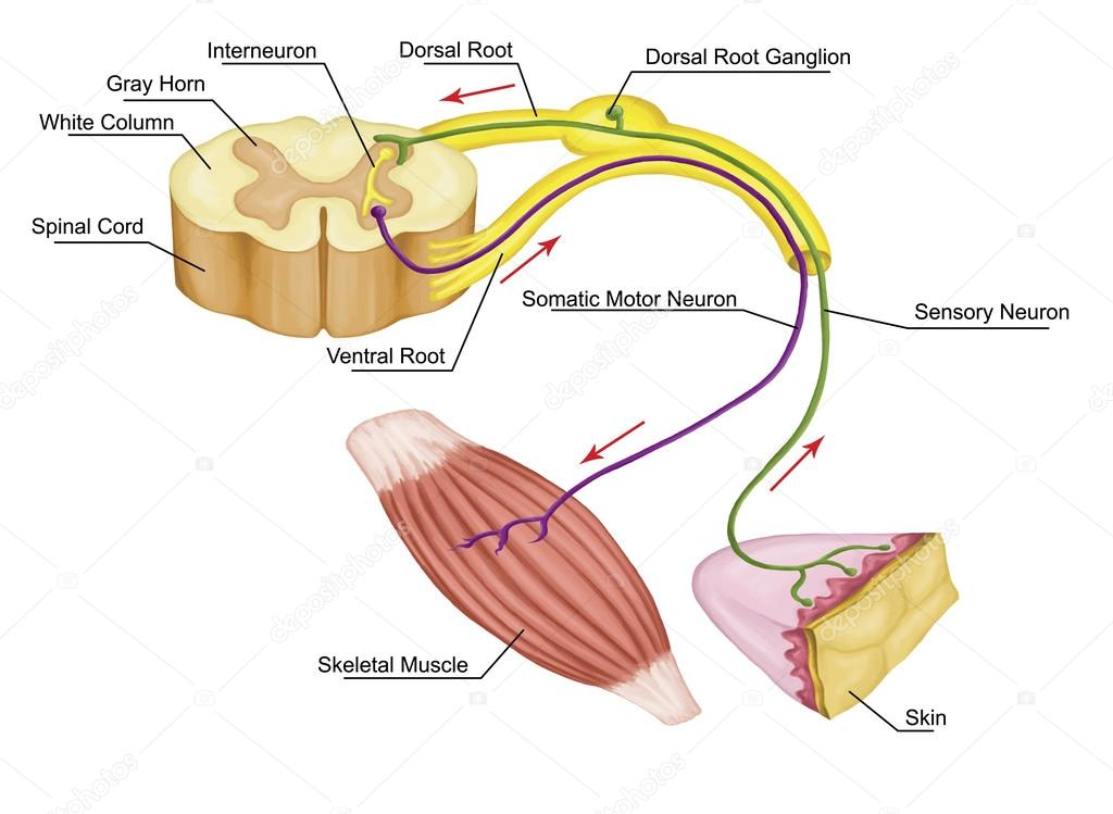 Somatic motor reflex, somatic nervous system,  peripheral nervous system, voluntary control of body movements via skeletal muscles, afferent and efferent nerves