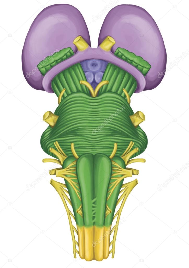 Brainstem, brain stem, ventral view, adjoining and structurally continuous with the spinal cord, parts of the diencephalon, motor and sensory innervation to the face and neck via thecranial nerves