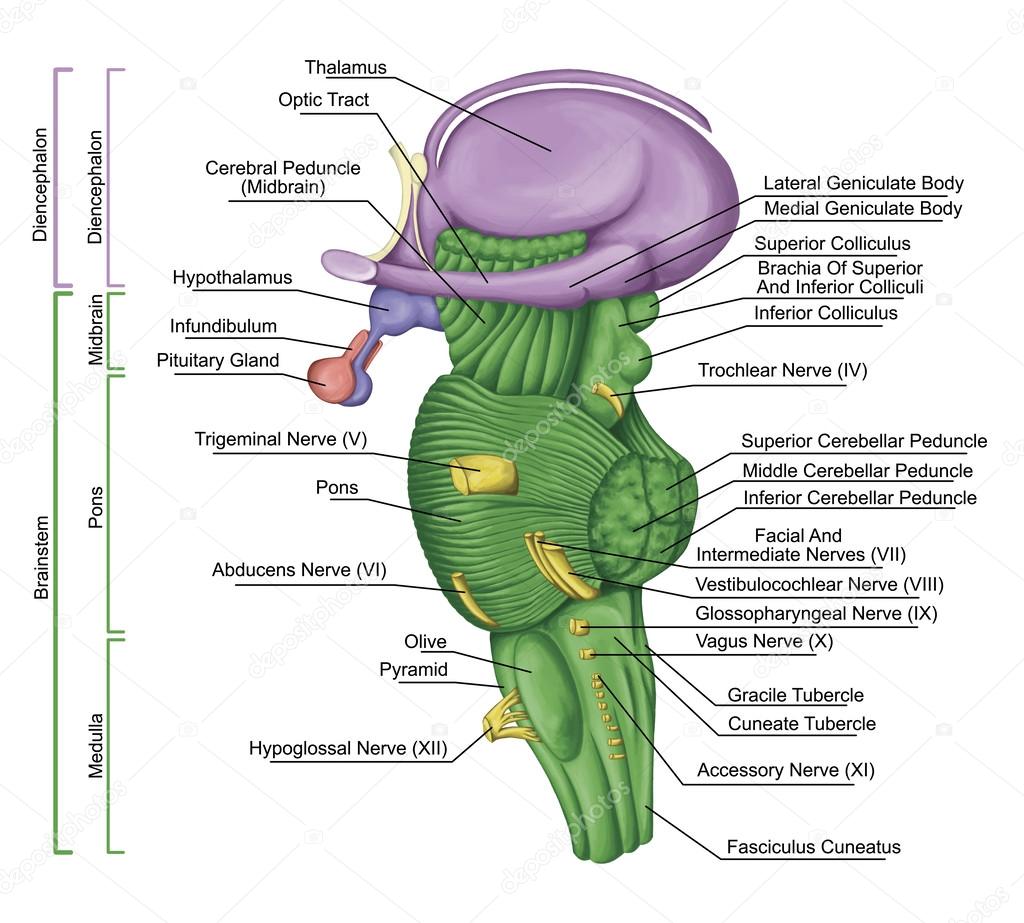 Brainstem, brain stem, lateral view, adjoining and structurally continuous with the spinal cord, parts of the diencephalon, motor and sensory innervation to the face and neck via thecranial nerves
