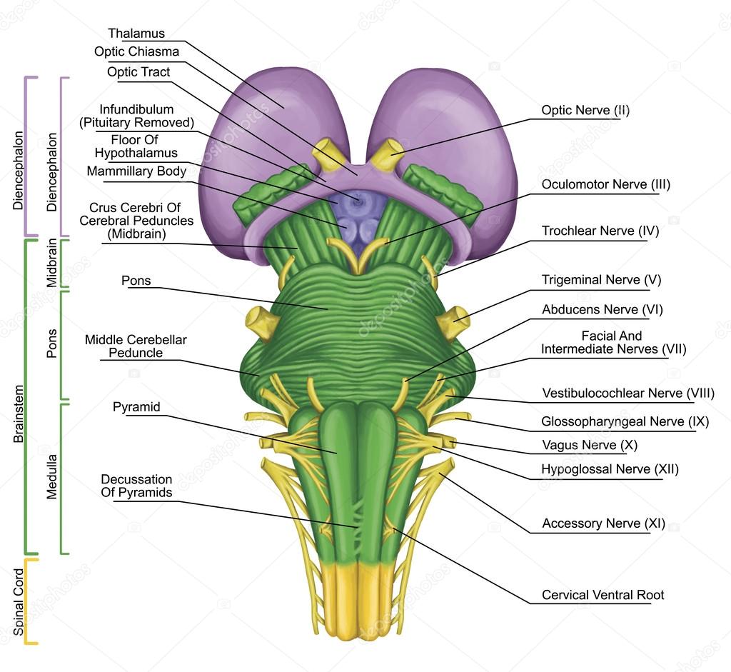 Brainstem, brain stem, ventral view, posterior part of the brain, adjoining and structurally continuous with the spinal cord, motor and sensory innervation to the face and neck via thecranial nerves