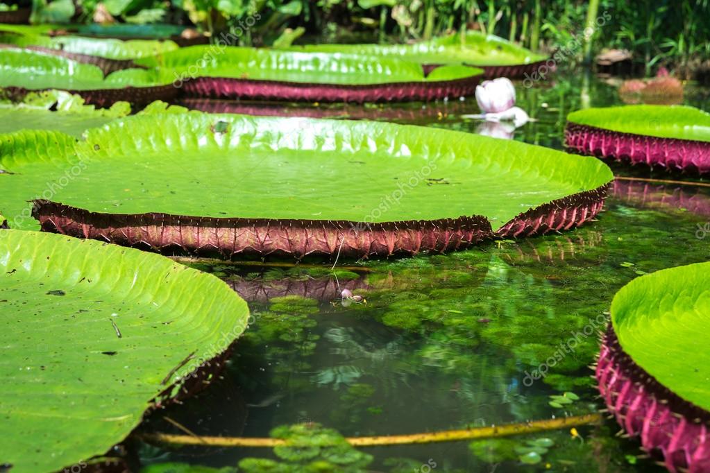 Flor da vitóriarégia ou Victoria Regia — Fotografias de Stock © filipefrazao 88960438