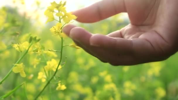 Canola in mano — Video Stock