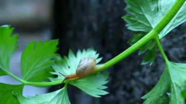 Kereviz Yaprağı Üzerine Salyangoz