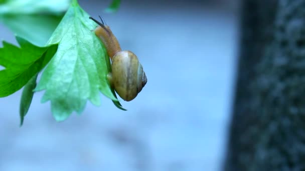 Arrastre de caracol — Vídeo de stock