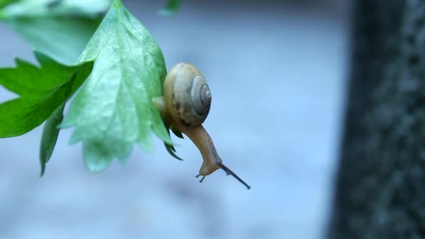 Caracol bebé — Vídeo de stock