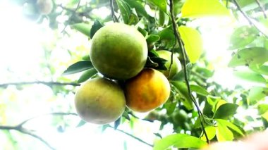 Olgun portakalları topla.