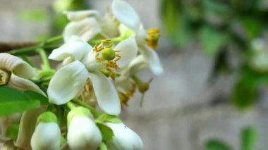 Beyaz Çiçek Turunçgil