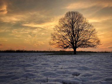 Gün batımında karla kaplı bir çayırda yapayalnız bir ağaç duruyor.