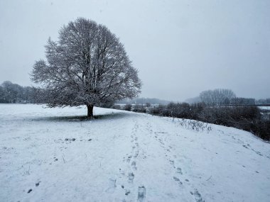 Nehrin kıyısında yapayalnız bir ağaç Ouse karla kaplı bir çayırda