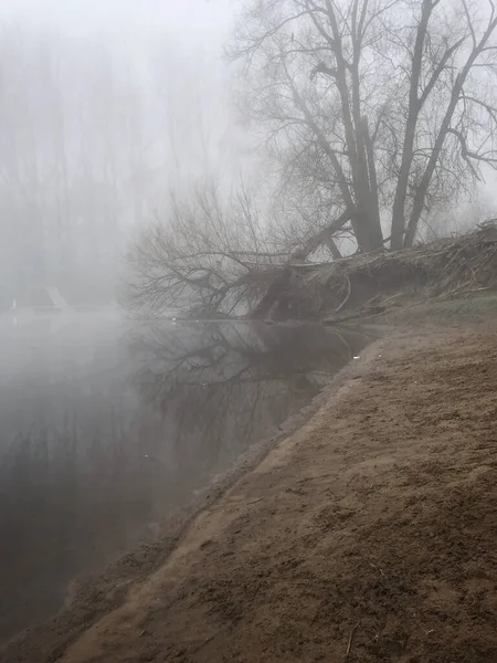 Tree fallen into the river Ouse on a foggy winter\'s morning