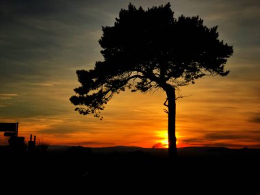 Güneş ıssız bir ağacın arkasında batar, Kuzey Yorkshire 'da ama bir Afrikalı hissi ile.