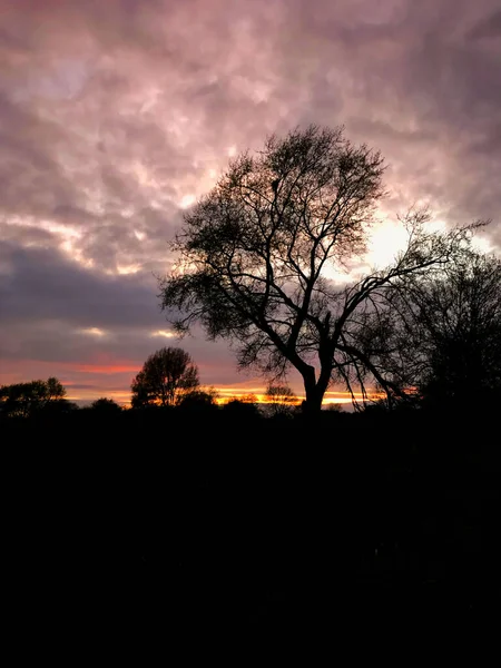 Kahler Blattloser Baum Vor Einem Lauter Himmel Wenn Die Sonne — Stockfoto