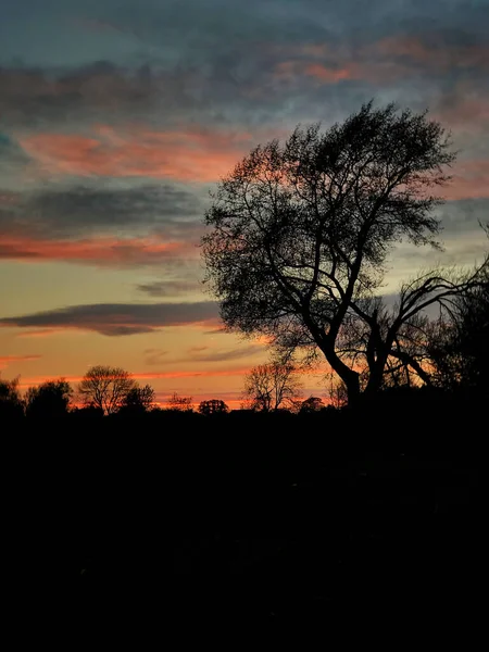 Últimos Vestígios Pôr Sol Com Uma Silhueta Árvore — Fotografia de Stock