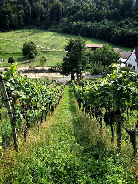 Blick Die Rebenreihen Auf Einem Hügel Einem Schweizer Weinberg — Stockfoto
