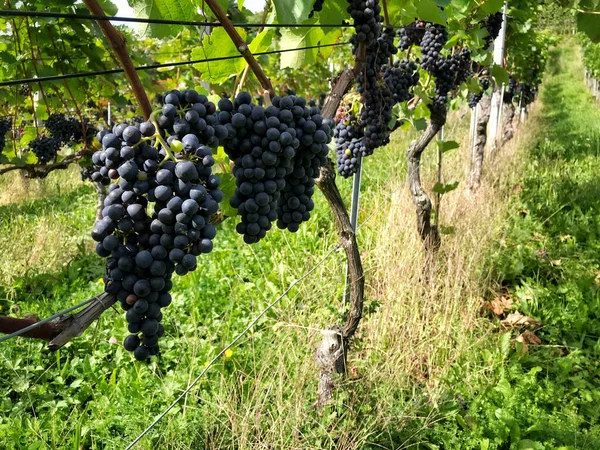 Bunches Grapes Hanging Vines Swiss Vineyard — Stock Photo, Image