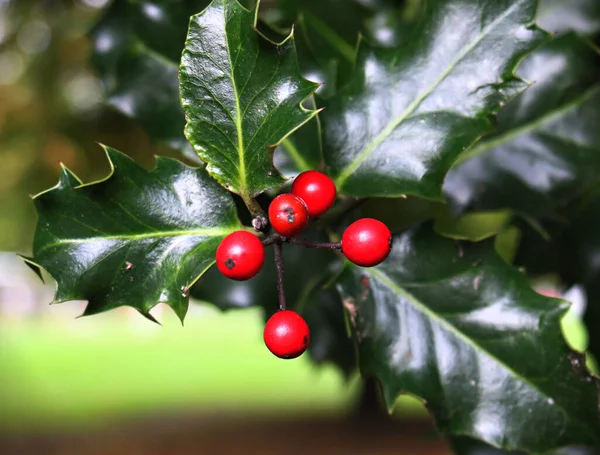 Çalıların üzerinde çobanpüskülü meyveleri yakın plan.