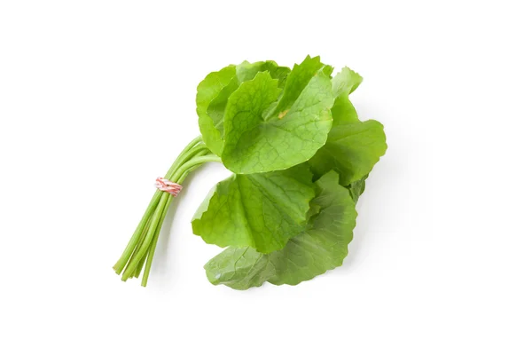 Gotu kola on white background — Stock Photo, Image