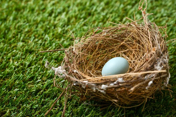 Bird nest with egg — Stock Photo, Image