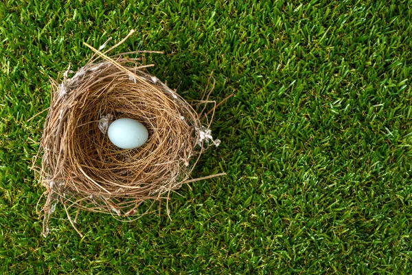 鳥の巣卵 — ストック写真