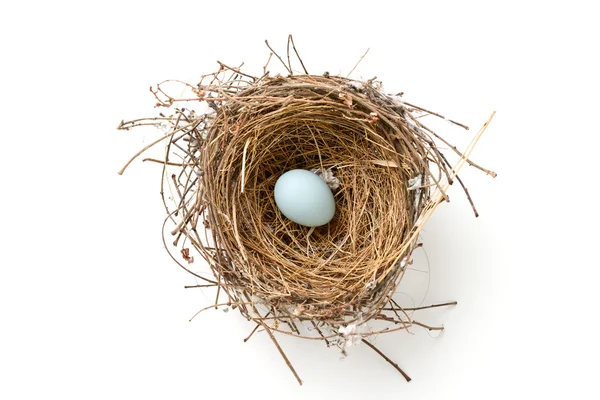 Bird nest with egg — Stock Photo, Image