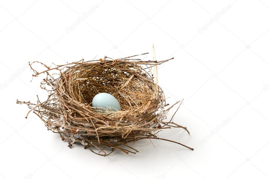 bird nest with egg