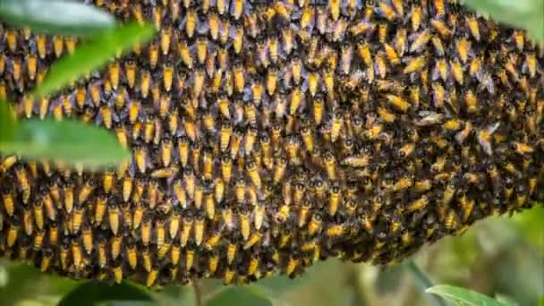 Nid d'abeille laps de temps — Video